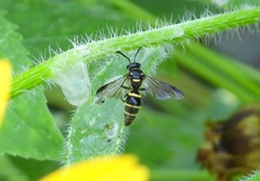 Argogorytes nigrifrons