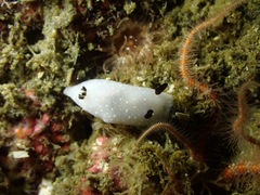 Cadlina limbaughorum