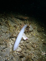 Doryteuthis opalescens