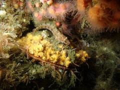 Alloclinus holderi
