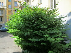 Reynoutria japonica