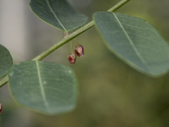 Phyllanthus reticulatus