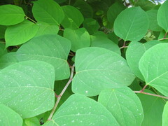 Reynoutria japonica