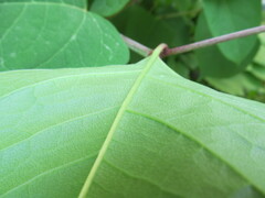 Reynoutria japonica