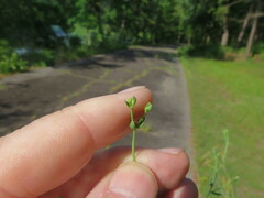 Euphorbia discoidalis