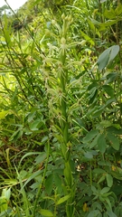 Habenaria filifera