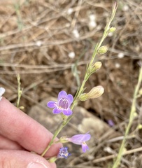 Penstemon linarioides