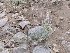 Penstemon linarioides