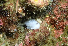 Cadlina limbaughorum