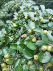 Cotoneaster hjelmqvistii