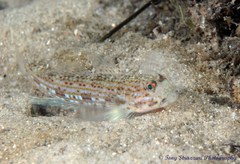 Istigobius hoesei