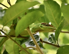 Anolis equestris persparsus