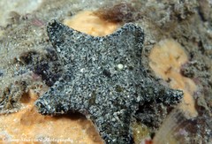 Asterinidae