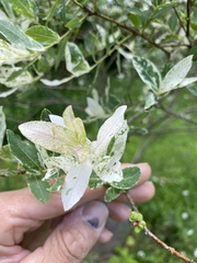 Salix integra