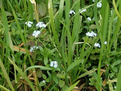 Myosotis scorpioides