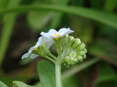 Myosotis scorpioides