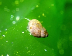 Eulithidium