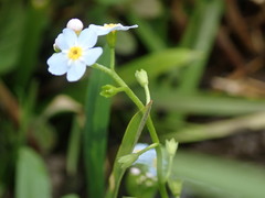 Myosotis scorpioides