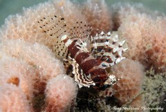 Dendrochirus brachypterus