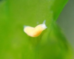 Vorticeros praedatorium