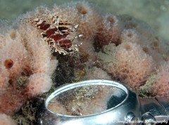 Dendrochirus brachypterus