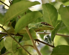 Anolis equestris persparsus