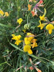 Lotus corniculatus