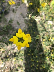Lotus corniculatus
