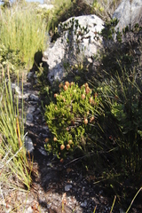 Erica sessiliflora