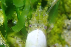 Heptacarpus taylori