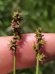 Carex sterilis