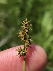 Carex sterilis