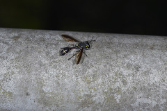Ceriana