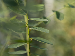 Phyllanthus reticulatus