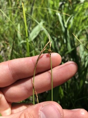 Carex sterilis