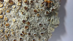 Lecanora argentata