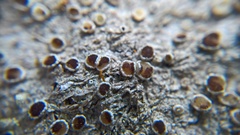 Lecanora argentata