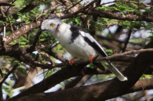 Grey-crested Helmetshrike (Prionops poliolophus), photo 7