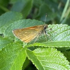 Ochlodes sylvanus