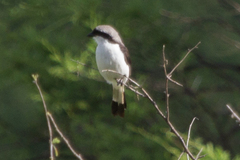 Lanius excubitoroides