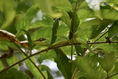 Anolis equestris persparsus