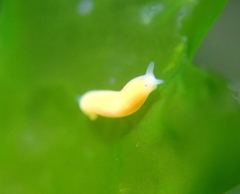 Vorticeros praedatorium