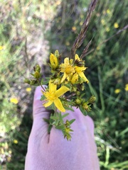 Hypericum perforatum
