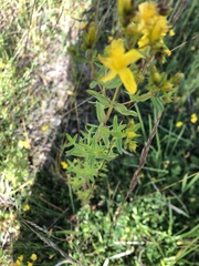 Hypericum perforatum