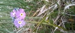 Primula farinosa
