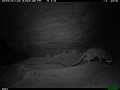 Prionailurus rubiginosus