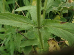 Stachys palustris