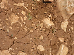 Stenobothrus fischeri