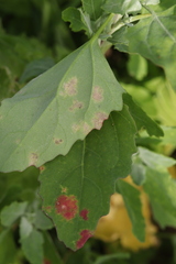 Peronospora variabilis