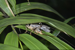Diaphanogryllacris laeta